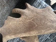 Damwild Abwurfstangen Zu Verkaufen