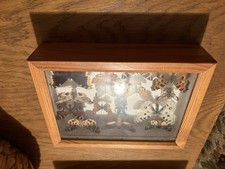 Schmeterlinge, Maikäfer