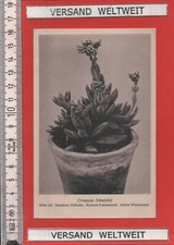 Otto Stoye: Crassula Schmidtii