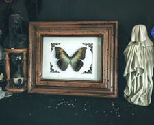 Morpho ??   Schmetterling Schaukasten Entomologie Präparat Insekten