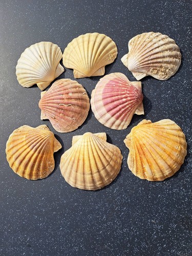 Jakobsmuschelschalen xxl 13 - 8,