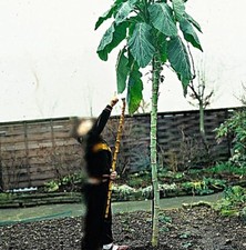 Jersey Spazierstock Kohl