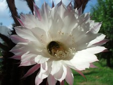 Kaktus kakteen echinopsis - kaktus,