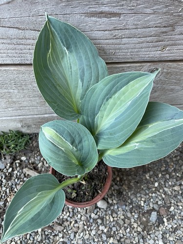 Funkie hosta kiwi full - hosta, ´kiwi