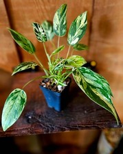 Philodendron Emerald Queen