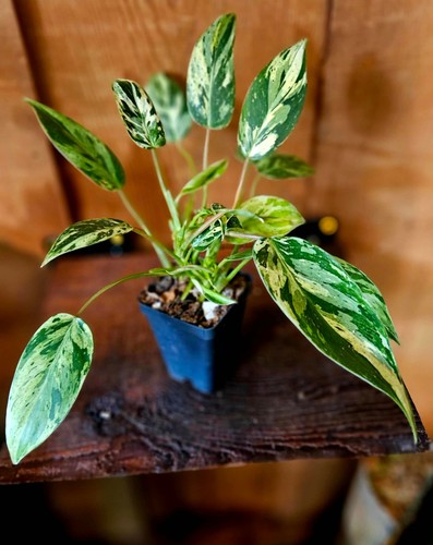 Philodendron emerald queen - emerald,