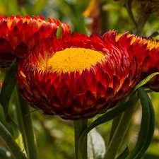 Strohblume FIREBALL 100+ Samen Helichrysum bracteatum Blumensamen Schnittblume