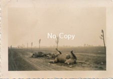 Foto WK2 Polen Tote Pferde