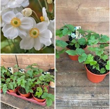 Herbst-Anemone, Anemone jap