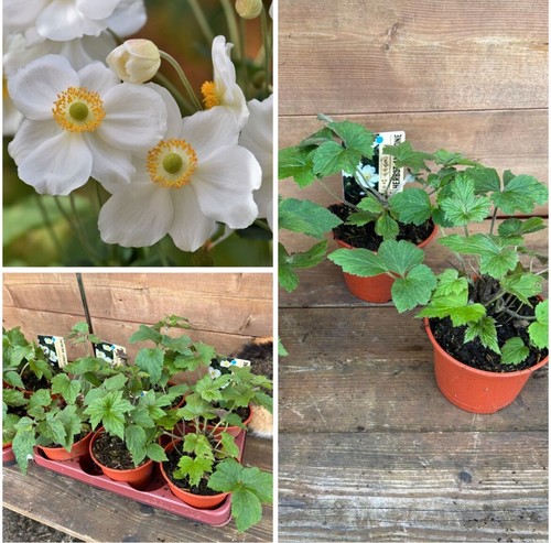 Stk herbst anemone - herbst-anemone,,