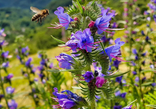 1000 samen echium - echium, vulgare
