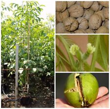 Franquette veredelter Walnussbaum grossfrüchtig ca. 50-80 cm, 9,5 Liter Topf