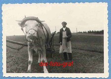Foto, alte Landwirtschaft, Bauer mit Zugochse und Leiterwagen, um 1938 !!!
