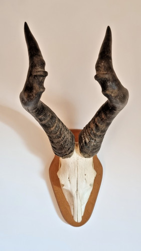 Jagdtrophäe antilope - jagdtrophäe,