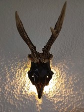 LED Bockgeweih BELEUCHTET mit Batterie - ECHTES Geweih Unikat Wand-Deko Jagd -