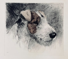 "Rauhaarterrier" Farbradierung von Kurt Meyer-Eberhardt (Hanfstaengl Nachlass)