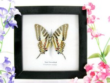 Spot Swordtail - echter