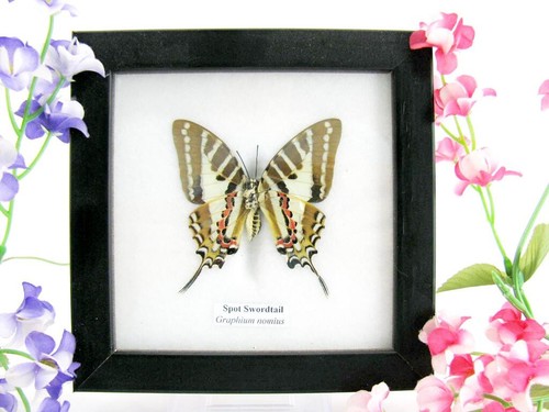 Spot swordtail echter - swordtail,