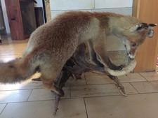 Tierpräparat ausgestopfter