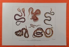 Indische Giftschlangen FARBDRUCK von 1912 Cobra Ophiophagus  Königskobra Snake 