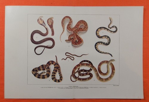 Indische giftschlangen - indische,