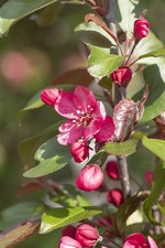 Malus 'Royalty', Zierapfel, dunkelrot, 125–150 cm
