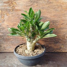Pachypodium saundersii own roots