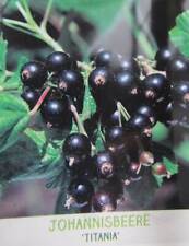 Ribes nigrum 'Titania' - schwarze Johannisbeere - winterharte Pflanze 30-50cm