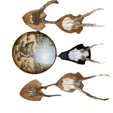 Hirschgeweihe Und Schützen Scheibe