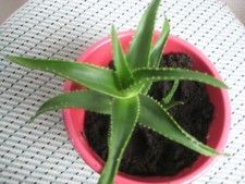 "ALOE ARBORESCENS "HEILPFLANZE