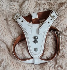 Französische Bulldogge