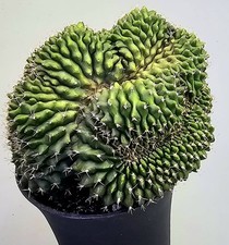 Sehr Schöner Gymnocalycium