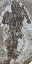 Perm  Claudiosaurus germaini