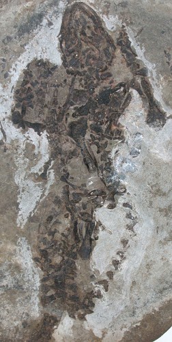 Perm claudiosaurus germaini - claudiosaurus,