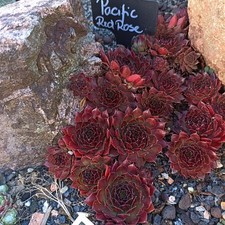 2x Kindel Sempervivum * Pacific Red Rose (USA)  Züchtersorte Hauswurz