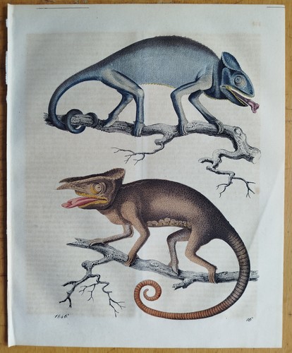 Chameleon buch der welt - der,