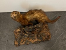 Präparat eines Marders zum