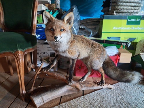 Tierpräparat fuchs - tierpräparat,