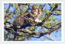 1 AK Katze "Hoch hinaus" - NEU