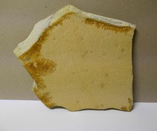 Fossilien - Haarsterne