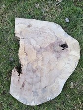 Baumscheibe Gestockte Buche