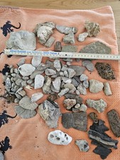 Fossilien Mineralien