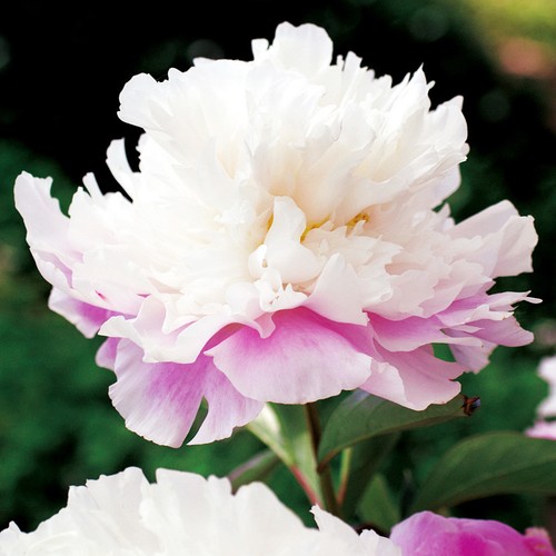 Päonie paeonia pfingstrose - päonie,
