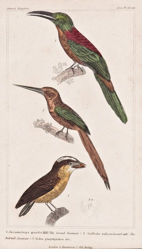 Great jacamar white - great,