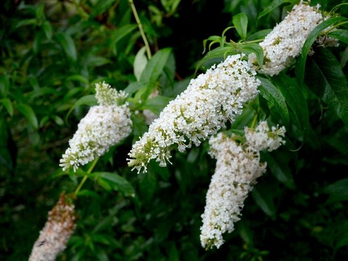 Sommerflieder/Schmetterlingsst