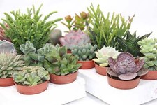 Sukkulenten Mix mit 10 Pflanzen im 5,5cm Topf
