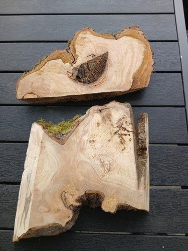Deko kernfaule apfelbaum - deko,