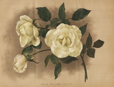 Rose madame hoste Rosea yellow