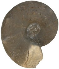 Trias ceratites praenodosus - trias,