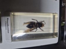 Riesenhornisse Ostasien Mini